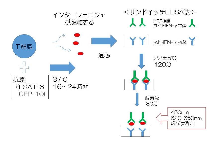 QFT-Plus検査の原理