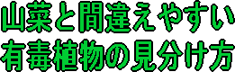 山菜と間違えやすい有毒植物の見分け方