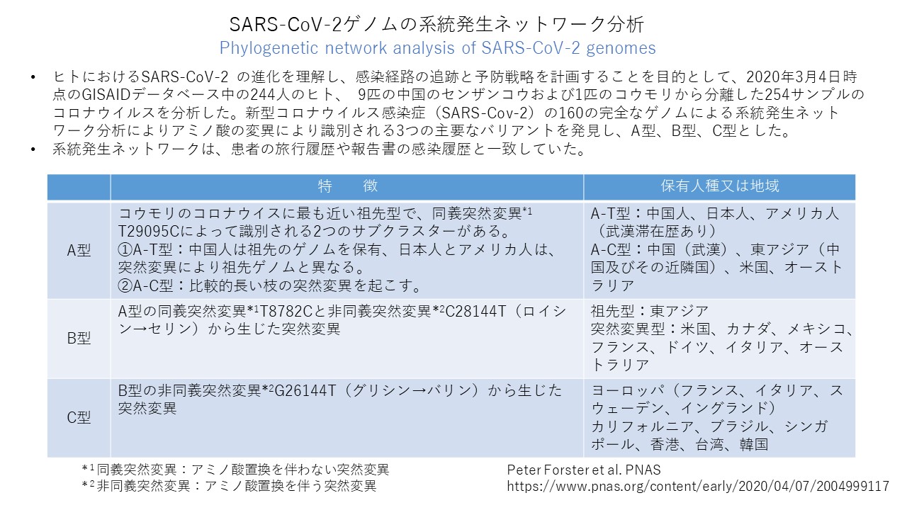 コロナ遺伝子の系統発生ネットワーク分析