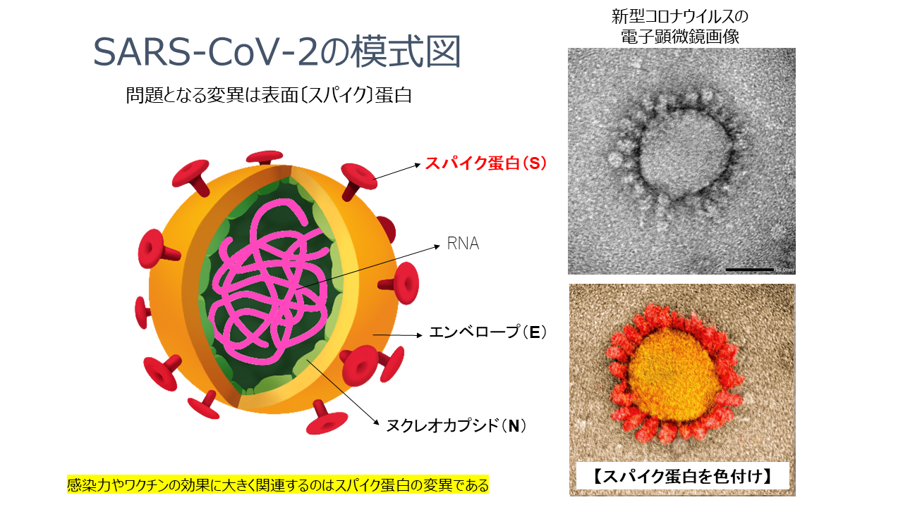 CoV-2模式図